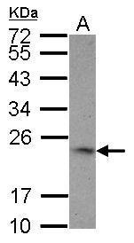 4-1BBL / CD137L antibody [N2C3]