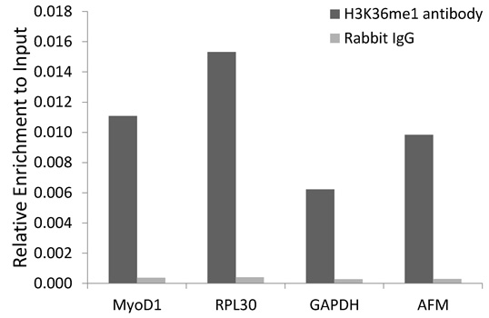 Histone H3K36me1 (mono-methyl Lys36) antibody