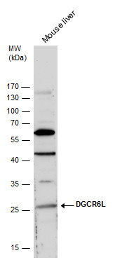 DGCR6L antibody