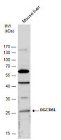 DGCR6L antibody