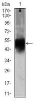 Doublecortin antibody [2G5]