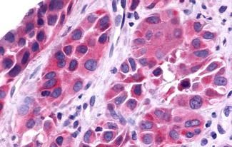 Trace Amine receptor 4 antibody