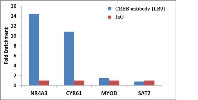 CREB antibody [LB9]