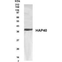 HAP40 antibody