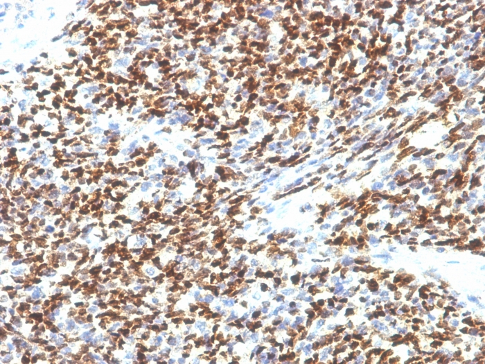 PAX7 antibody [SPM613]