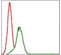 GSTM1 antibody [1H4A4]