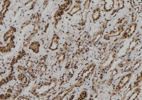 RyR2 (phospho Ser2808) antibody