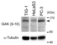 GAK antibody [9-10]