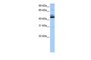 C15ORF27 antibody, Internal