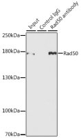 Rad50 antibody