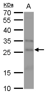 FGF18 antibody