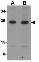 LIF antibody