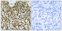 POLR3E antibody
