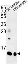 SPRR1B antibody, C-term