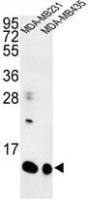 SPRR1B antibody, C-term