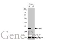 PTGR1 antibody [N1C2]