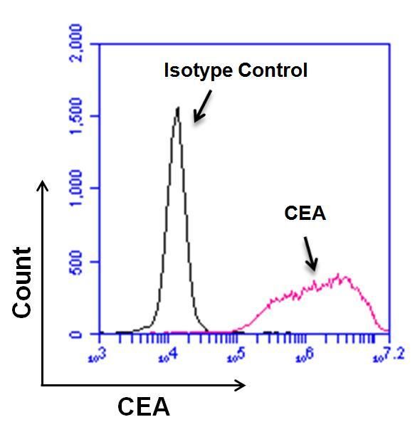 CEA antibody [1106]