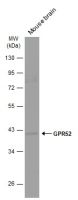 GPR52 antibody