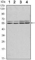 SMAD6 antibody [5H3]
