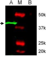 Mapk8 antibody