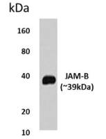 JAM-B antibody [4L28]