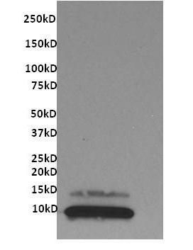 CX3CL1 antibody [4C5]