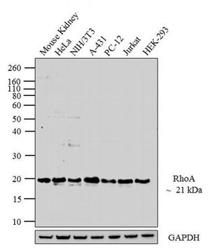 RhoA antibody [1B8-1C7]