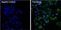 Transferrin antibody [F2H8G6]