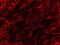 HMGCL antibody [9F5AB9]