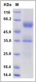 Mouse Flt3 Ligand protein, human IgG1 Fc tag (active)