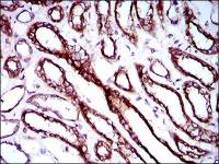 RPL18A antibody [6G6G10]