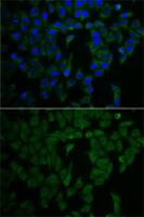 Merlin antibody