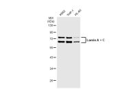 Lamin A + C antibody [GT1137]