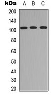 ITIH4 antibody