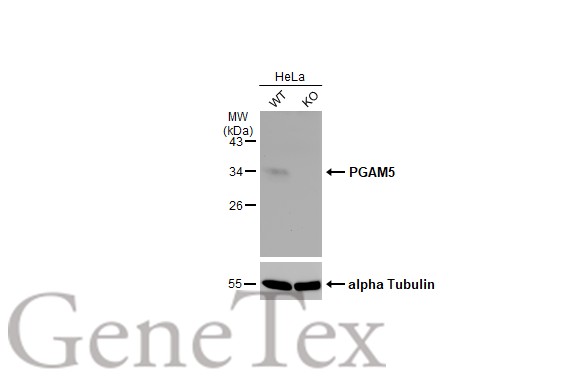 PGAM5 antibody