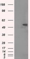alpha Tubulin 8 antibody [2G6]