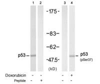 p53 (phospho Ser37) antibody