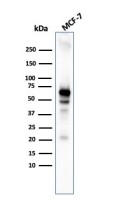 AKT1 antibody [AKT1/3898R]