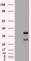 Hex antibody [3E6]
