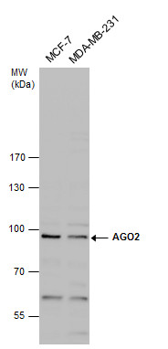 EIF2C2 antibody