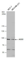 EIF2C2 antibody