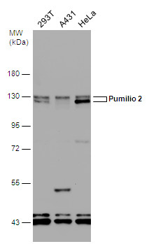 Pumilio 2 antibody [N1N2], N-term
