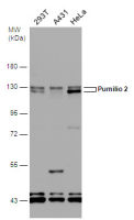 Pumilio 2 antibody [N1N2], N-term