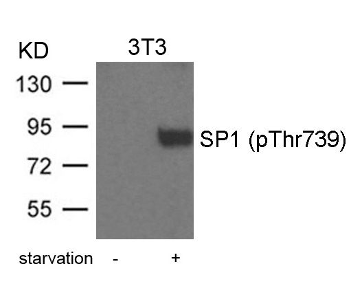 SP1 (phospho Thr739) antibody