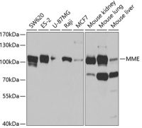 CD10 antibody