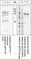 Integrin beta 1 / CD29 (phospho Ser785) antibody
