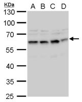 STCH antibody