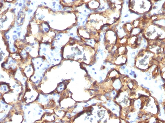 CD34 antibody [HPCA1/1171]