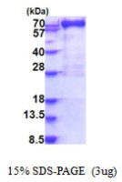Human MX1 protein, His tag
