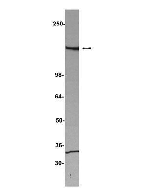 SAFB antibody [4i59]